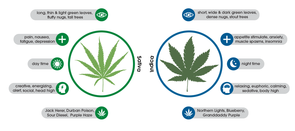 Infographic for cannabis flower varieties