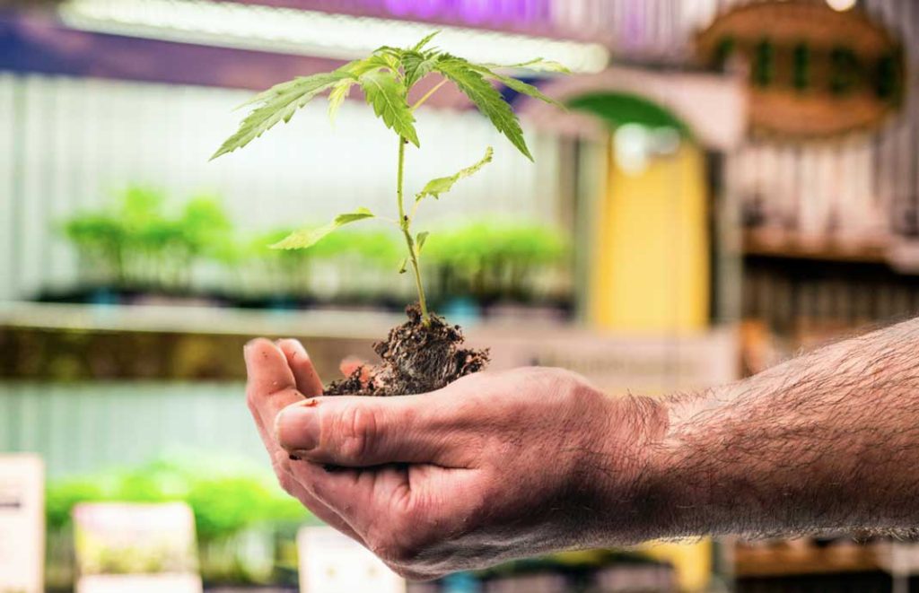 Purple City Genetics Cannabis Clones at KindPeoples Soquel Avenue.