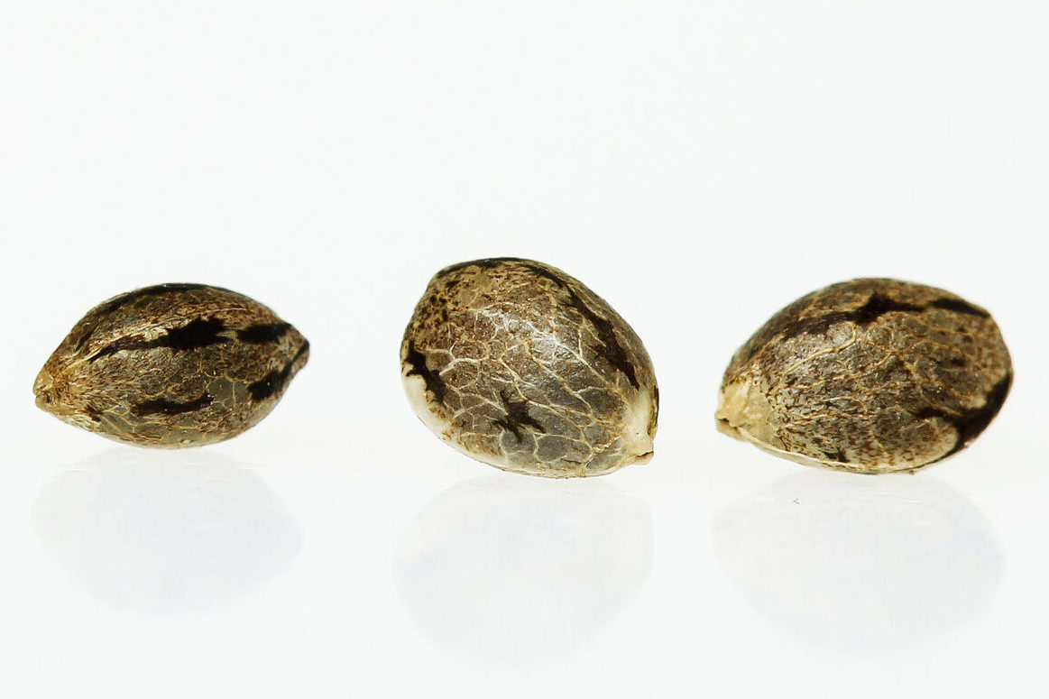 Different Types Of Cannabis Seeds KindPeoples