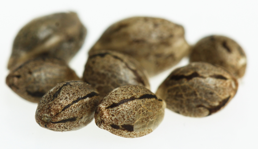 How Long do Marijuana Seeds Last